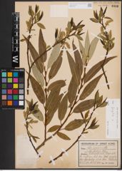 Foto von Salix fragilis L.
